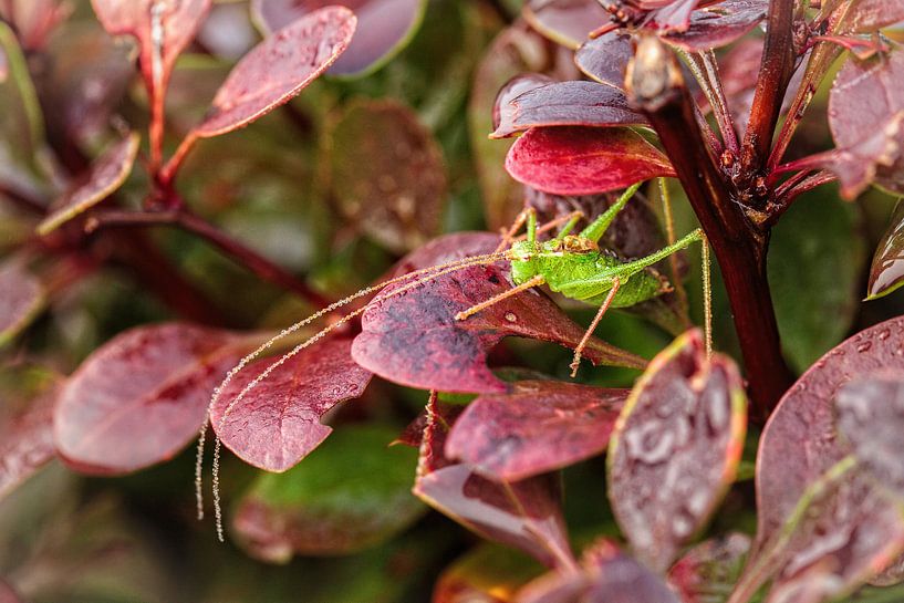 Grasshopper by Rob Boon