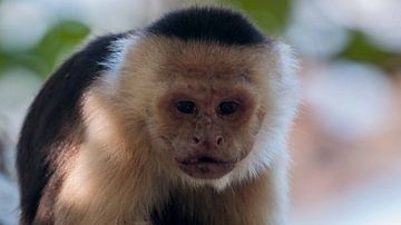 Capucin à épaulettes blanches sur Maarten Verhees