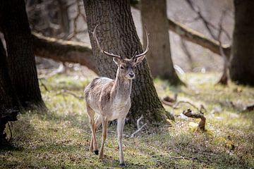 Deer by Janine Bekker Photography