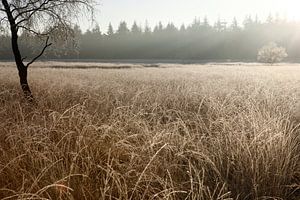 Deelense was in de winter