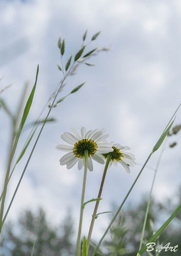 daisies