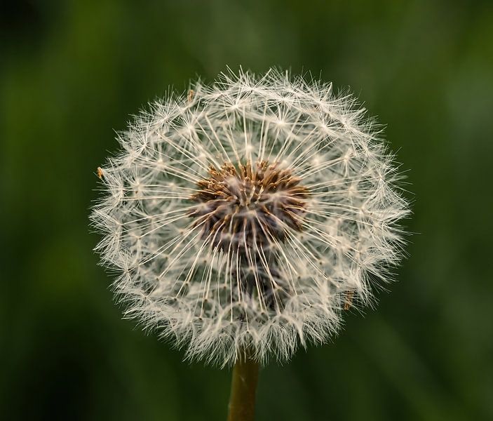 Dandelion by René Bloemberg