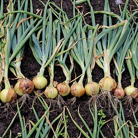 Onions from Holland van Annelies Schreuder