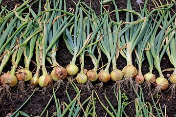 Onions from Holland