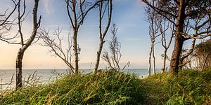 Blick zum Strand von Steffen Gierok