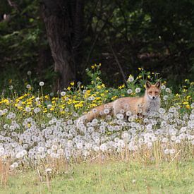 Ezo Red Fox or Vulpes vulpes Hokkaido, Japan by Frank Fichtmüller