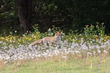 Renard roux Ezo ou Vulpes vulpes Hokkaido, Japon