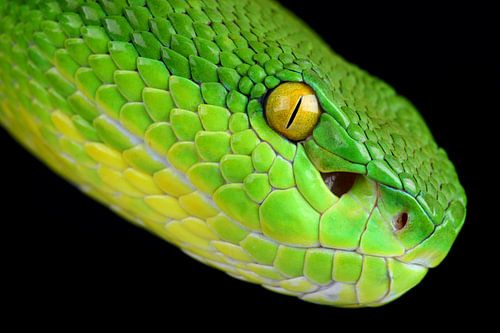 Feuille de bambou à lèvres blanches (Trimeresurus albolabris)