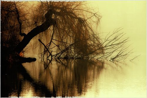 BERLIJN Lietzensee - bruine oogboom