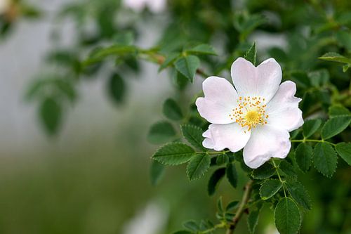 kleine schoonheid, Rosa canina