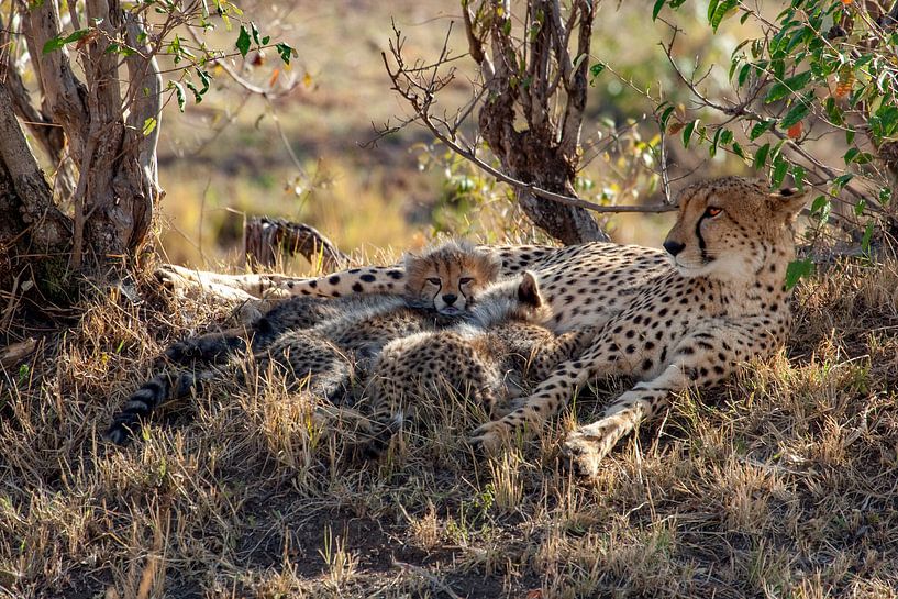 Resting Cheetahs by Peter Michel