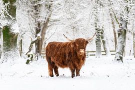 Schottischer Highlander im Schnee von Melvin Jonker
