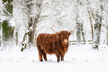 Scottish Highlander in the snow by Melvin Jonker