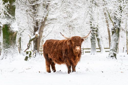 Schotse Hooglander in de sneeuw