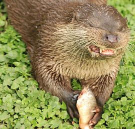 De vis smaakt goed! van Henriëtte Kelderman-Makaaij