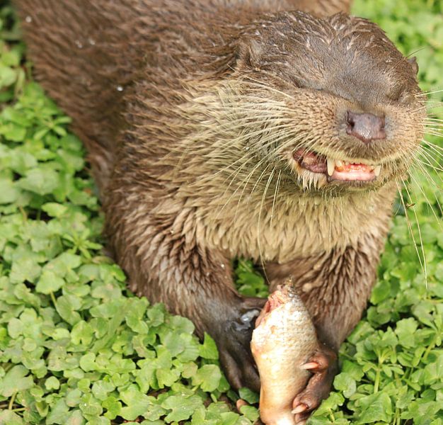 De vis smaakt goed! by Henriëtte Kelderman-Makaaij