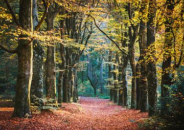 Herfstkleuren in het bos van Erwin Pilon