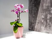 Orchidee - Roze orchidee bij zonlicht van Stijn Cleynhens thumbnail