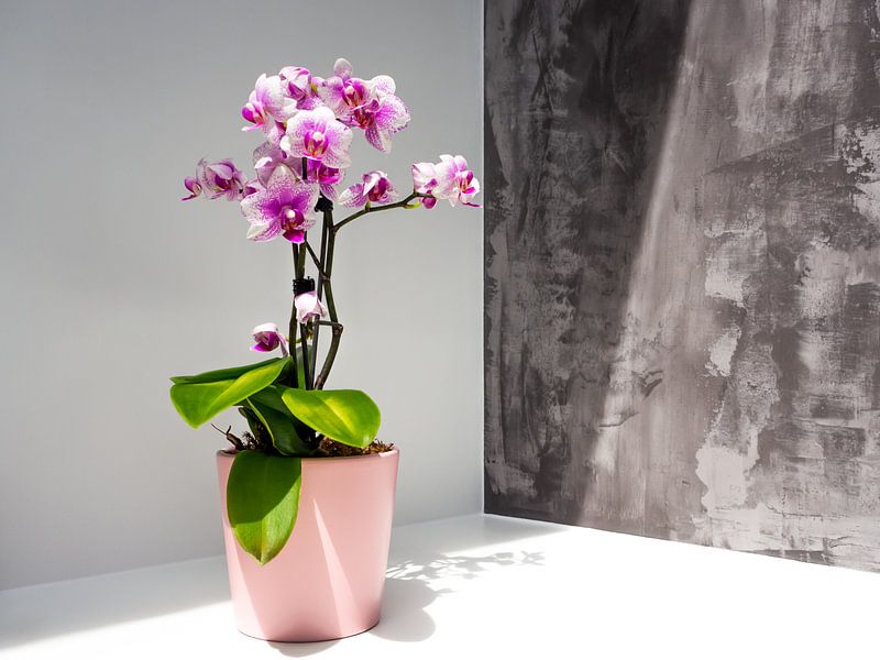 Orchidee - Roze orchidee bij zonlicht van Stijn Cleynhens