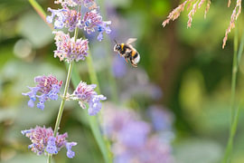Hommel in vlucht bij paars kattenkruid