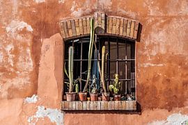 Succulents on a windowsill on the outside of a window by Bob Janssen