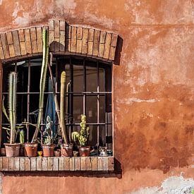 Succulentes sur un rebord de fenêtre à l'extérieur d'une fenêtre sur Bob Janssen