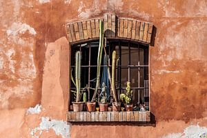 Succulentes sur un rebord de fenêtre à l'extérieur d'une fenêtre sur Bob Janssen