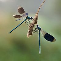 Damselflies