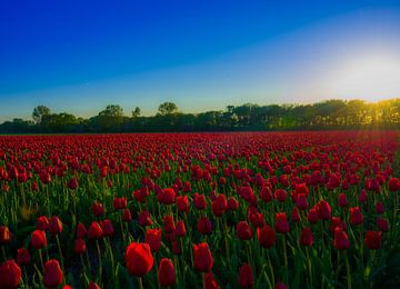 Tulpen bij zonsondergang van Eric Veenboer