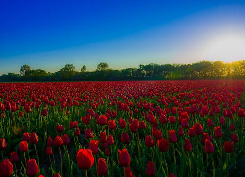 Tulpen bij zonsondergang von Eric Veenboer