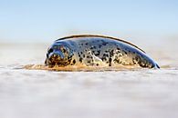 Grey Seal an der Küste von Jeroen Stel Miniaturansicht