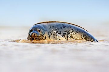 Grey Seal on the coast by Jeroen Stel