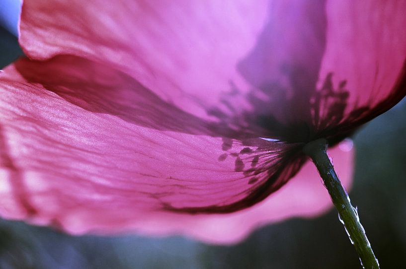 Transparence florale par Martine Affre Eisenlohr