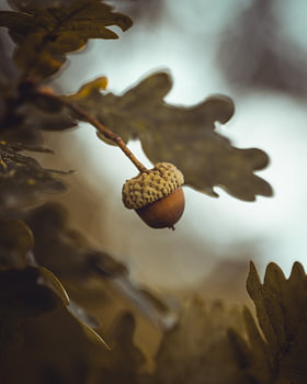 Acorn in the tree