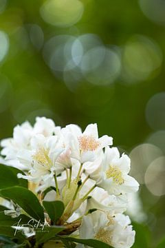 De witte Rhodondendron. van Ivo Schut Fotografie