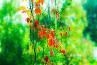 Herfstbladeren