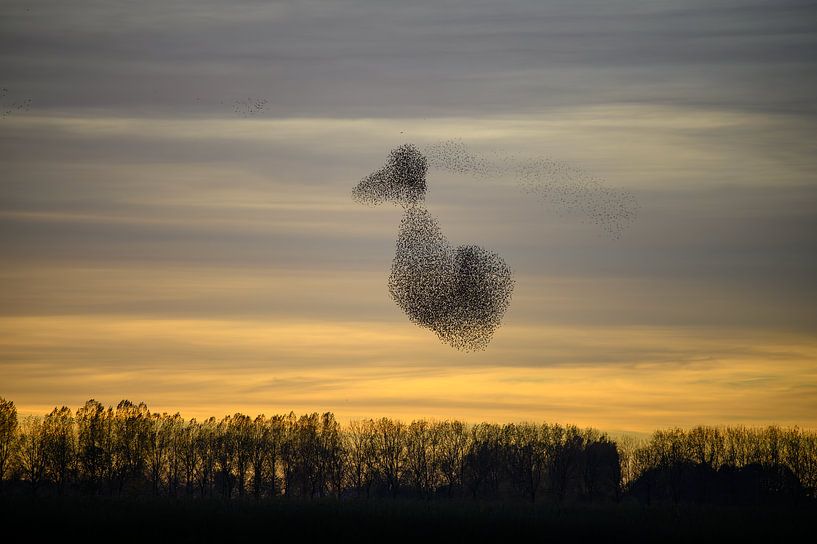 Symphony of Avondrust: Tanzende Stare bei Sonnenuntergang form duck von Patrick Stolwijk