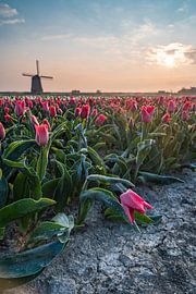 De molen en haar koude tulpen van Albert Lamme