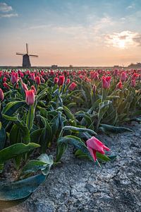 De molen en haar koude tulpen van Albert Lamme