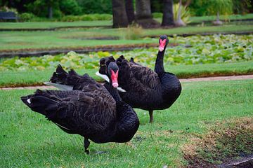 A lovely couple of black swans by Frank's Awesome Travels