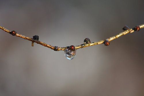 Wassertropfen auf Zweig