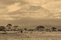 Kilimanjaro Sepia Kollektion