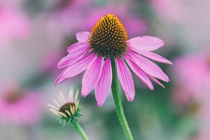 Roze Cosmea in al haar schoonheid.