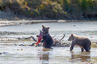 Jonge grizzly beren von Menno Schaefer Miniaturansicht