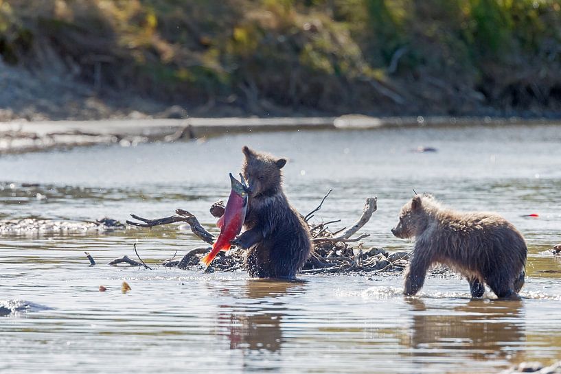 Jonge grizzly beren von Menno Schaefer