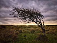 Boom in de duinen van Ameland