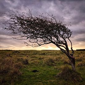 Boom in de duinen van Ameland van Romuald van Velde