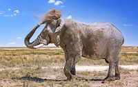 Großer Elefant mit Staubwolke, Namibia von W. Woyke Miniaturansicht