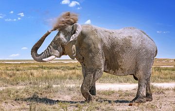 Grand éléphant avec nuage de poussière, Namibie