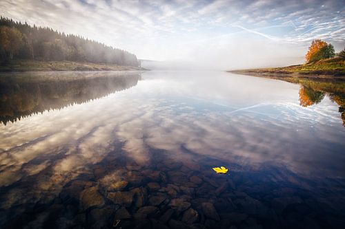 Yellow leaf on the water